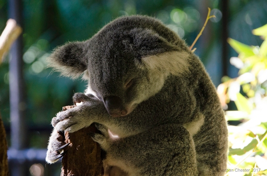 Australia Zoo (7)
